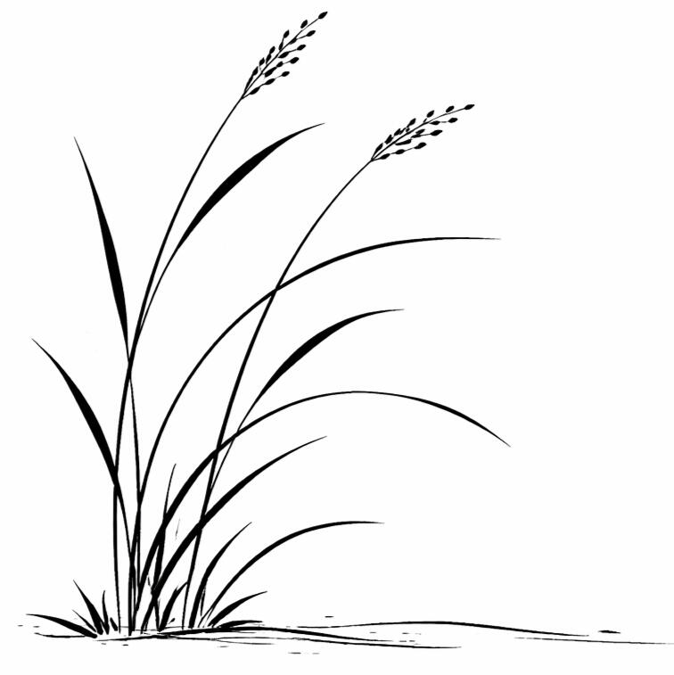 Not enlightened yet Minimalist black ink drawing of tall flowing grass blades in a Zen brush style, with simple curved lines on a white background, conveying stillness, openness, and quiet simplicity.